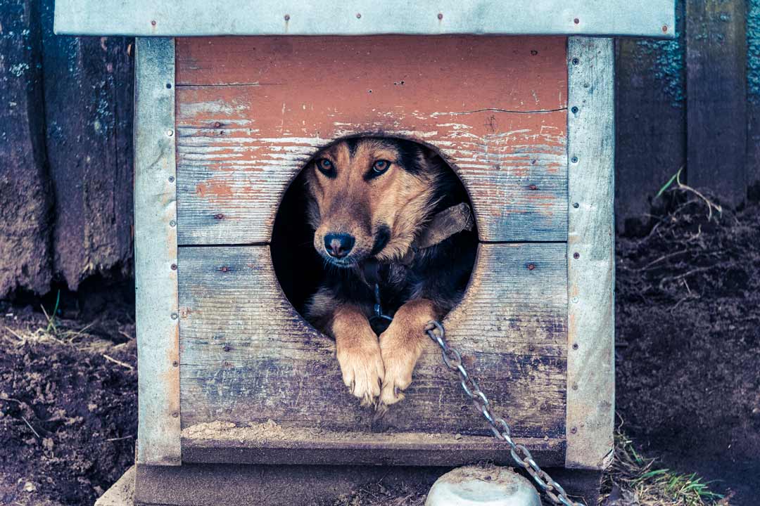 Собака в будке