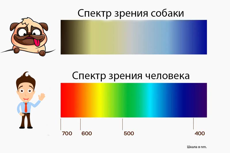 Спектр зрения собаки и человека