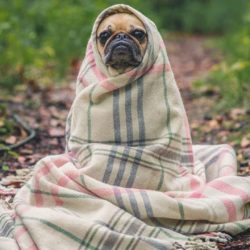 Какая нормальная температура у собак