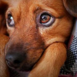 Как устроено зрение у собаки и чем оно отличается от человеческого